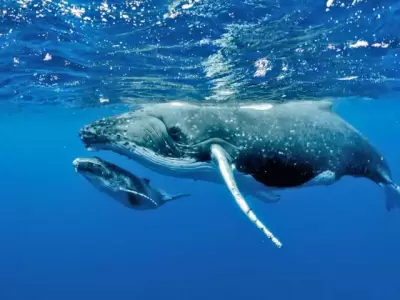 Las ballenas son una de las especies marinas m�s afectadas por el Cambio Clim�tico.