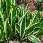 Qué recaudos se deben tomar con la planta 'lengua de suegra'