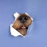 La silenciosa crisis global que dio origen al D�a Mundial del Perro
