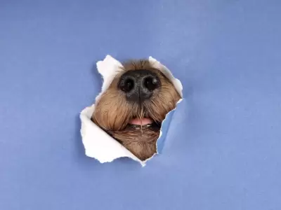 D�a Mundial del Perro: del abandono a la esperanza, una historia que interpela.