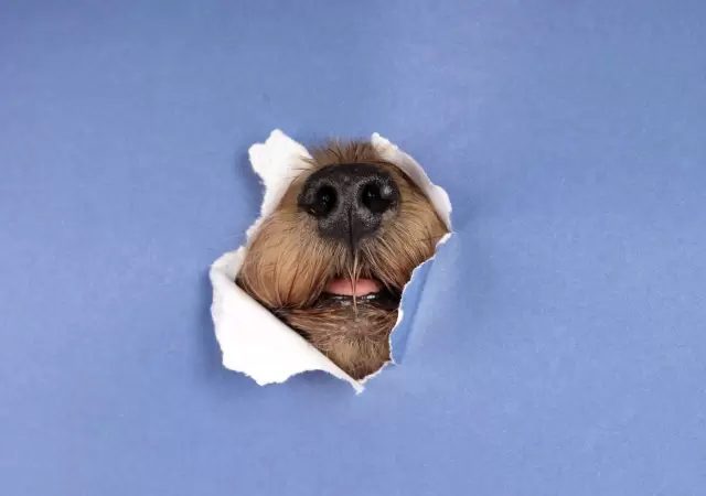 D�a Mundial del Perro: del abandono a la esperanza, una historia que interpela.
