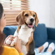 Qué dice la Psicología sobre las personas que prefieren a los perros antes que a los gatos