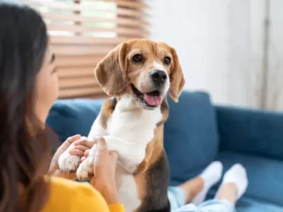 Persona con perro.