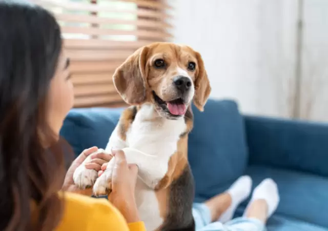 Persona con perro.