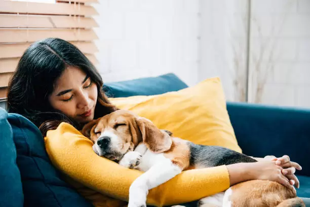 Perro con su humano.