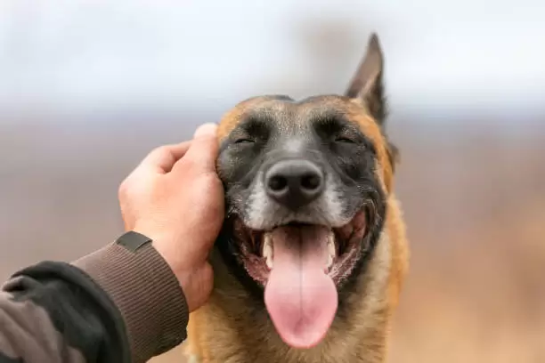 Perro con su dueño.