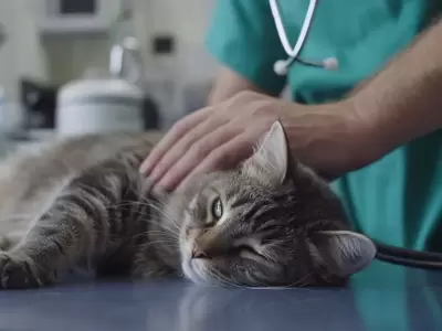 En Argentina, existen bancos de sangre especializados para mascotas.