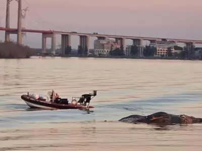 Ballena encontrada muerta cerca del Puente Z�rate Brazo Largo/ Fuente: Web