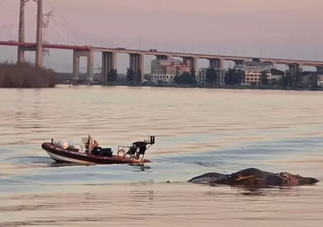 Ballena encontrada muerta cerca del Puente Z�rate Brazo Largo/ Fuente: Web