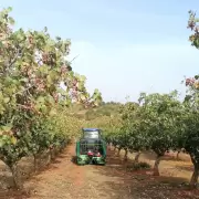 El boom del pistacho: qu� hay detr�s del fruto de moda
