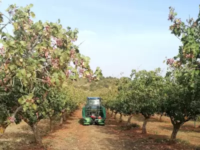 Cosecha pistachos