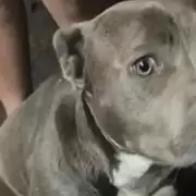 Escalofriantes detalles de la autopsia del nene que muri� atacado por pitbulls