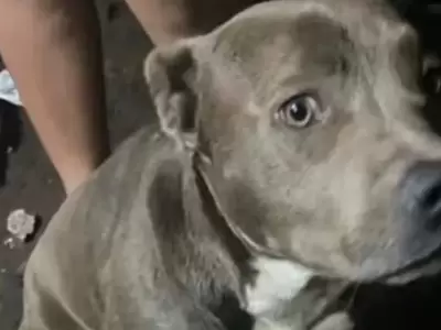 Perros como este provocaron la horrenda tragedia. (Foto: web)