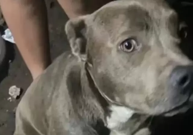 Perros como este provocaron la horrenda tragedia. (Foto: web)