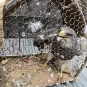 Fuerte operativo en Maipú: ofrecía un águila mora por redes sociales y fue detenido