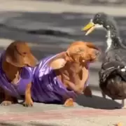 El Pato Juan: icono de la ciudad de Mendoza y la triste realidad de su ausencia