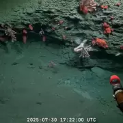 Inesperado interés en redes por el barrido del fondo marino de una misión científica