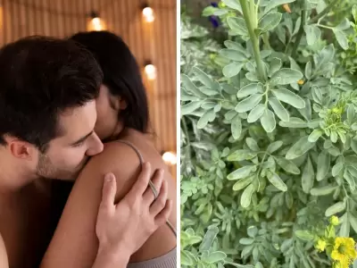 C�mo se usan la ruda y la energ�a sexual en rituales del 1 de agosto.