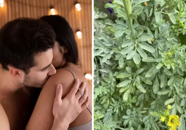 C�mo se usan la ruda y la energ�a sexual en rituales del 1 de agosto.
