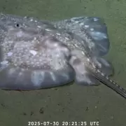 Esponjas carn�voras y peces que brillan: especies marinas raras en el mar argentino