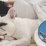 C�mo eliminar el olor a perro de tu cama: conoc� este m�todo casero y r�pido