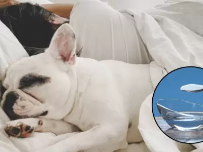 Elimin� de manera casera el olor a perro de tu cama.