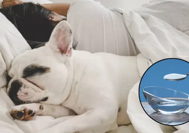 Elimin� de manera casera el olor a perro de tu cama.