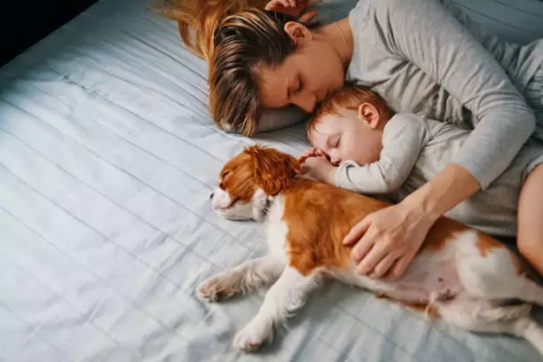 Perro en la cama.