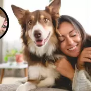 C�mo sacar los pelos de perro de tu ropa en segundos: la forma m�s efectiva
