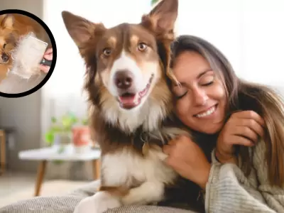La forma m�s sencilla de quitar los pelos de perro de la ropa.