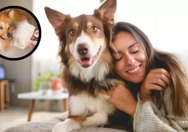 La forma m�s sencilla de quitar los pelos de perro de la ropa.