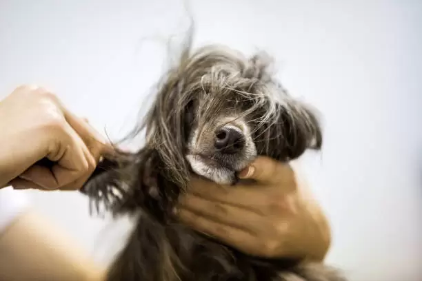 Pelos de perro.