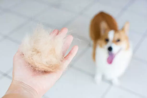 Pelos de perro.