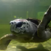 El Tortugo Jorge desapareci� del radar tras un cicl�n en Brasil y crece la incertidumbre