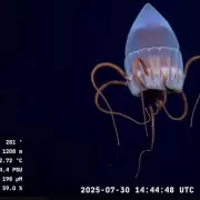 El streaming del Conicet llega a la Patagonia: explorarán el mar de Río Negro y Chubut