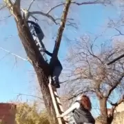 Vecinos salvaron a un gato tras cinco d�as atrapado en un �rbol
