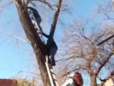 Vecinos salvaron a un gato tras cinco d�as atrapado en un �rbol