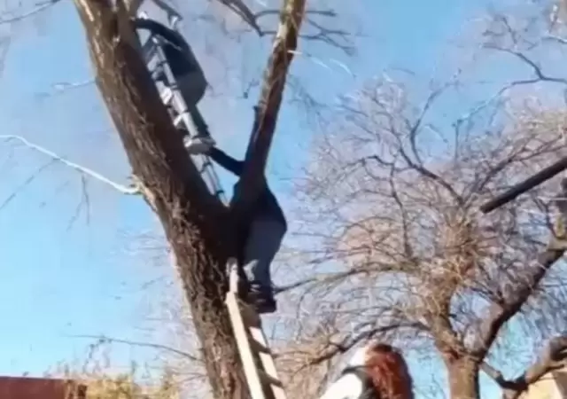 Vecinos salvaron a un gato tras cinco d�as atrapado en un �rbol