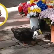 Pato Juan: abogado presenta recurso para que vuelva a la florer�a tras denuncia