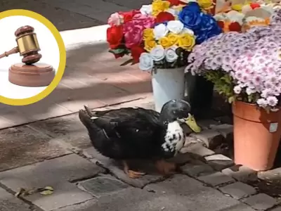 El Pato Juan tiene abogados.