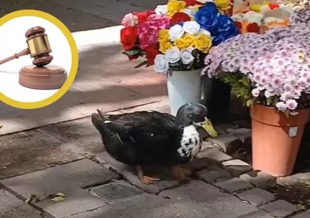 El Pato Juan tiene abogados.