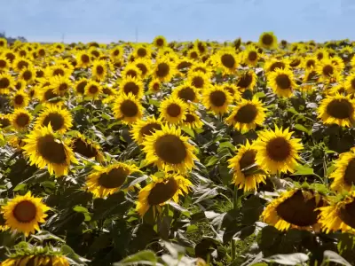 El girasol mostr� un fuerte crecimiento