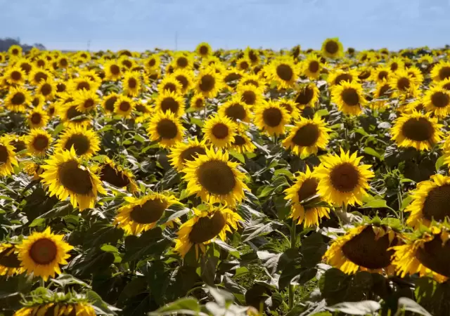 El girasol mostr� un fuerte crecimiento