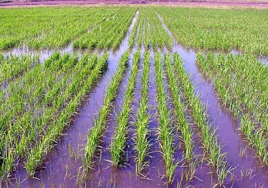 arroz