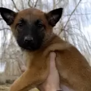 Polic�a de R�o Negro recibe cachorros que ser�n entrenados como sabuesos expertos