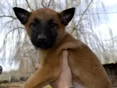 La Polic�a de R�o Negro sum� seis cachorros.
