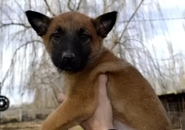 La Polic�a de R�o Negro sum� seis cachorros.