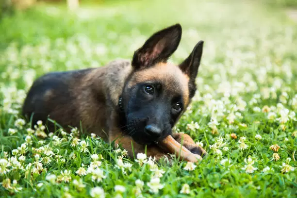 Cachorro Pastor Belga Malinios