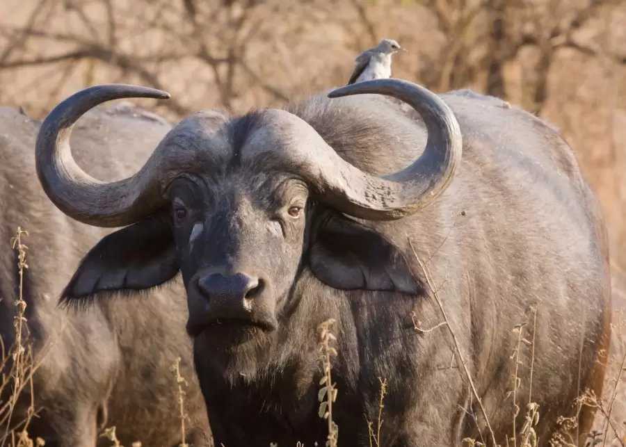 Búfalo Cafre, una de las especies más temidas del mundo.