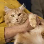 �Por qu� hay m�s de un D�a del Gato? Las razones detr�s del homenaje m�ltiple